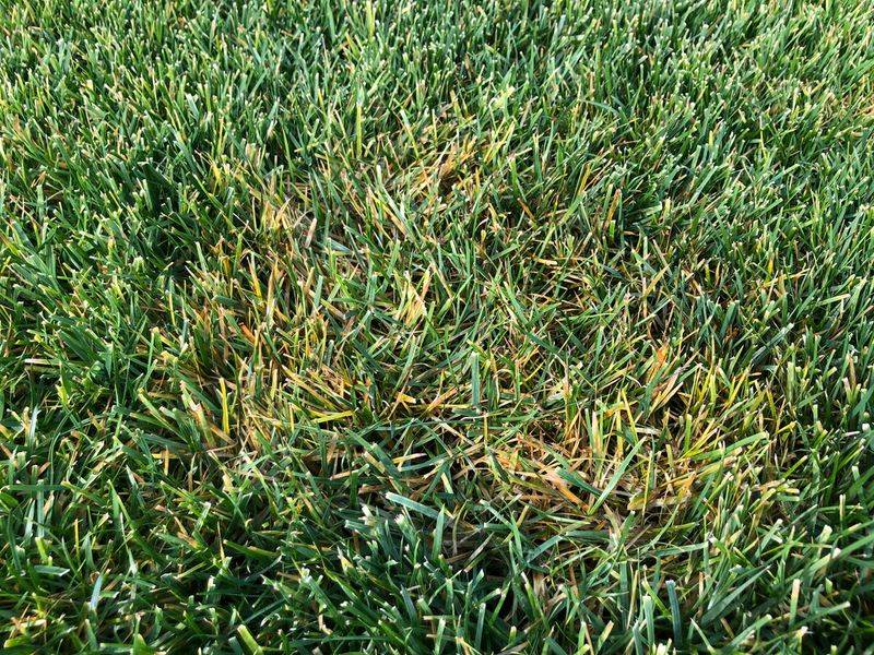 Watch For Seedling Diseases In Warm, Humid Weather