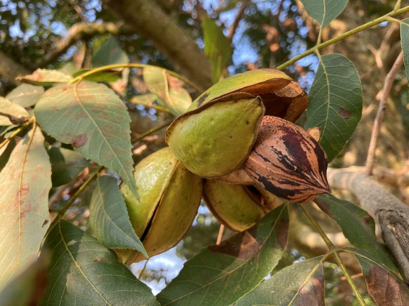 Watch For Split Husks On North Carolina Trees Watch For Split Husks On North Carolina Trees