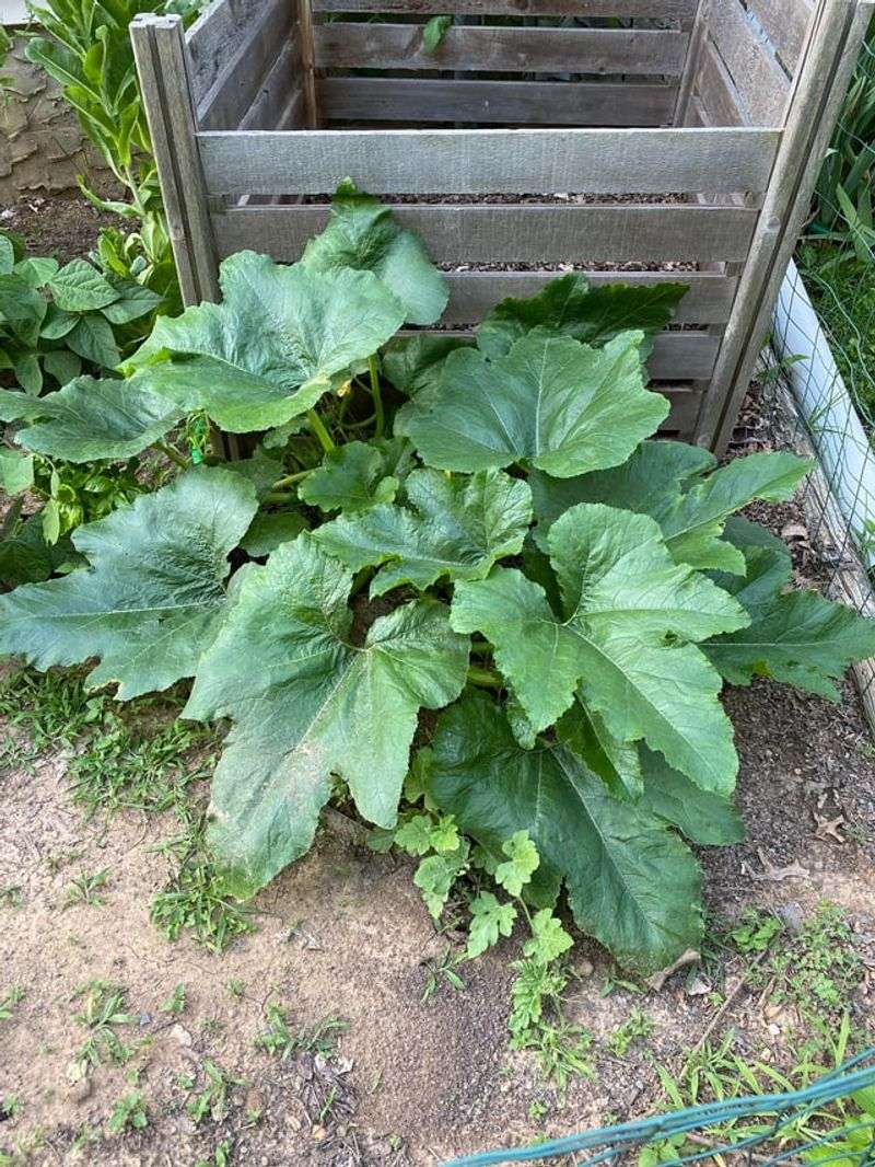 Watch For Surprise Sprouts Next Summer Watch For Surprise Sprouts Next Summer