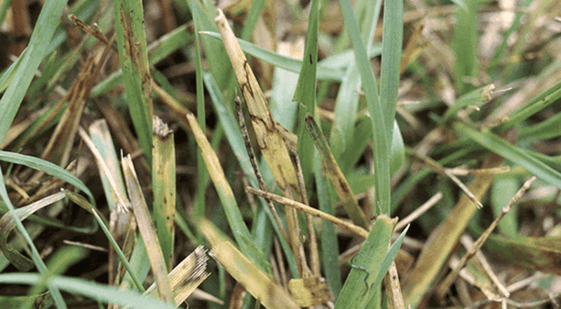 Watch For Texas Lawn Pests And Fungus Watch For Texas Lawn Pests And Fungus