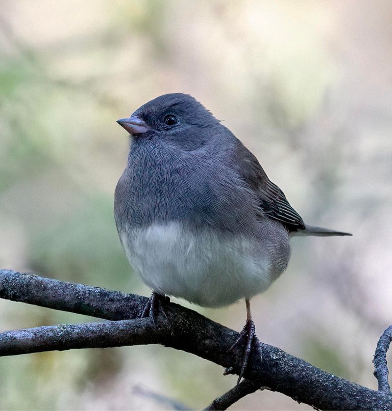 Watch For Those Flashing White Tail Feathers Watch For Those Flashing White Tail Feathers