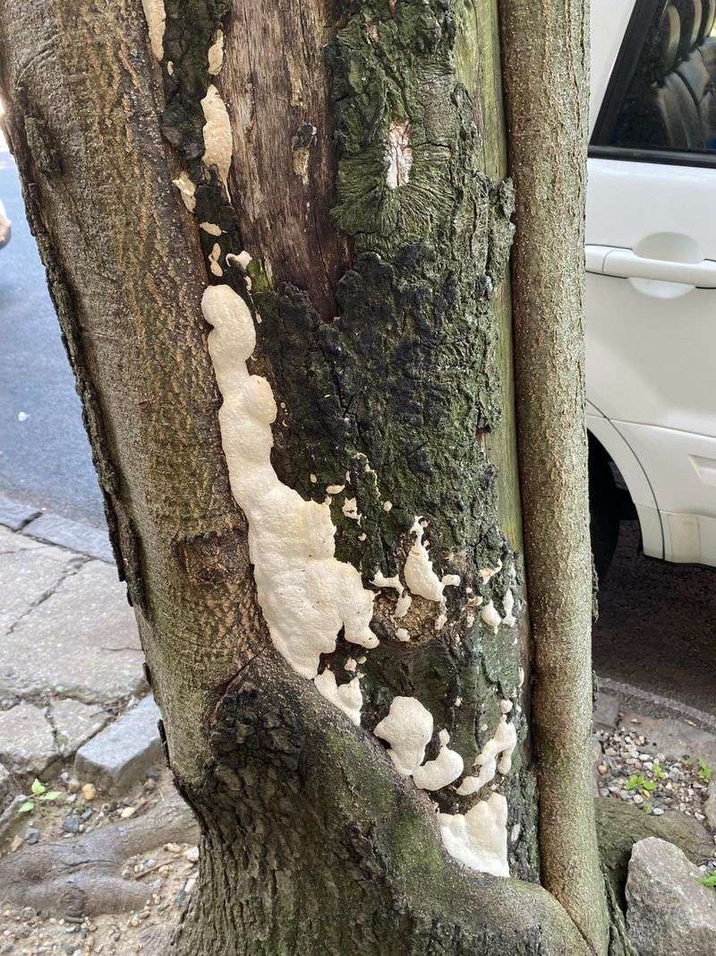 Watch How That Slimy Patch Turns Into Dusty Spores