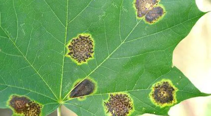 Watch How Tiny Yellow Dots Turn Into Tar Over The Summer Watch How Tiny Yellow Dots Turn Into Tar Over The Summer