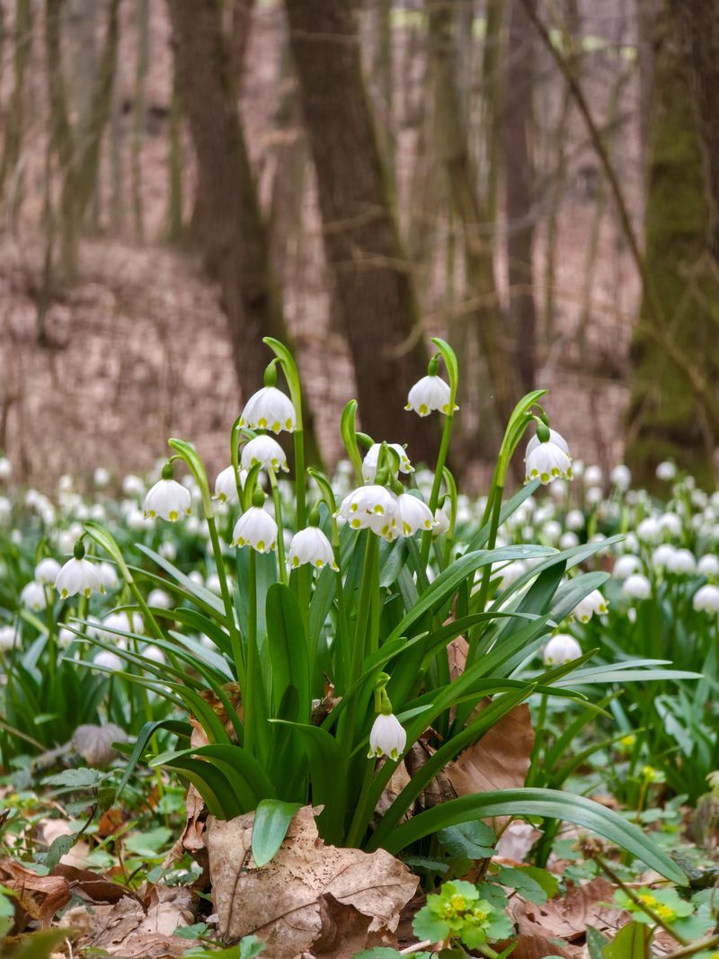 Watch One Snowflake Clump Slowly Grow Into A Spring Drift Watch One Snowflake Clump Slowly Grow Into A Spring Drift