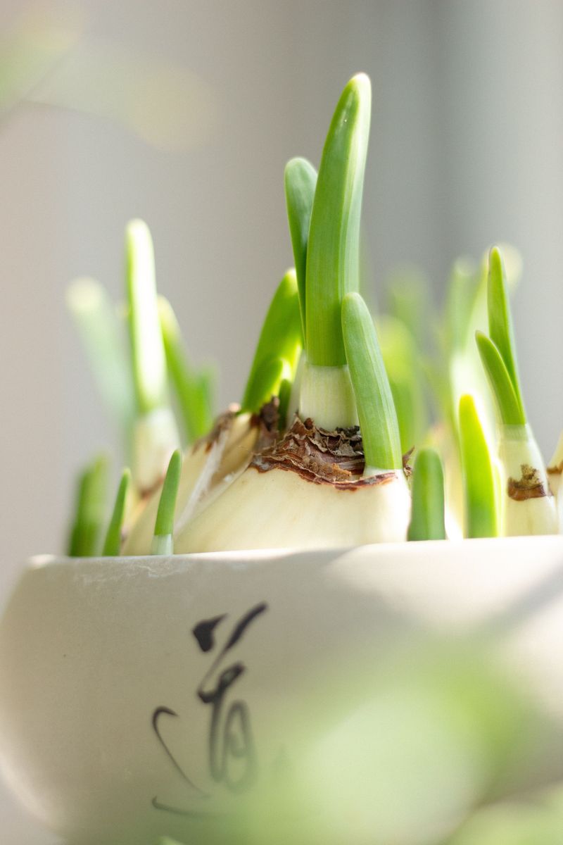 Watch Out For Sprout Inhibitors