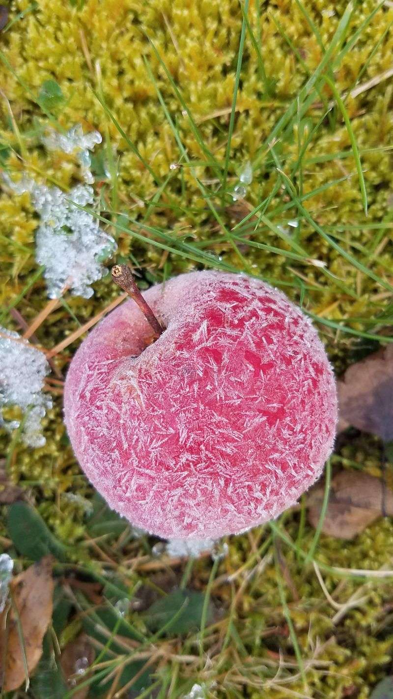 Watch The Forecast For Hard Freezes Watch The Forecast For Hard Freezes