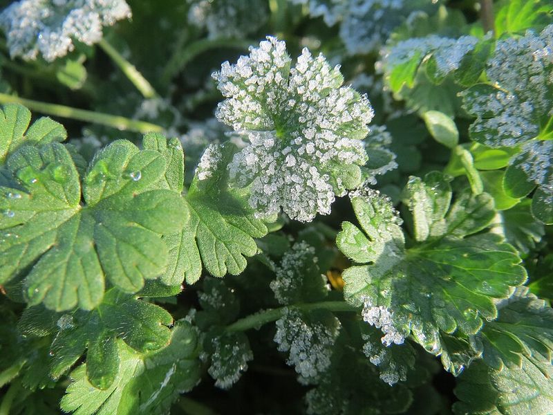 Watch The Forecast For The First Frost Date