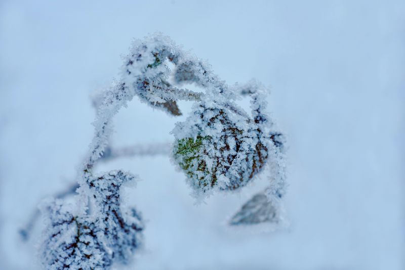 Watch The Forecast For The First Hard Freeze Watch The Forecast For The First Hard Freeze