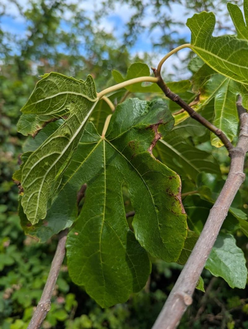 Watch The Leaves For Rust And Pests Watch The Leaves For Rust And Pests