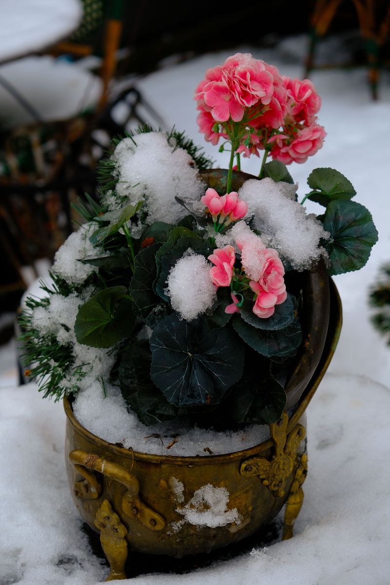Watch The Weather And Act Before The First Frost Watch The Weather And Act Before The First Frost