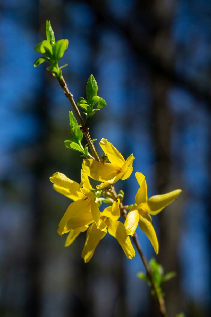 Watch for New Forsythia Leaves and Gentle Root Resistance in a Few Weeks