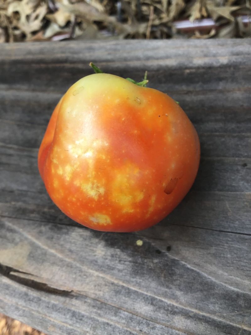 Watch for feeding damage on fruit