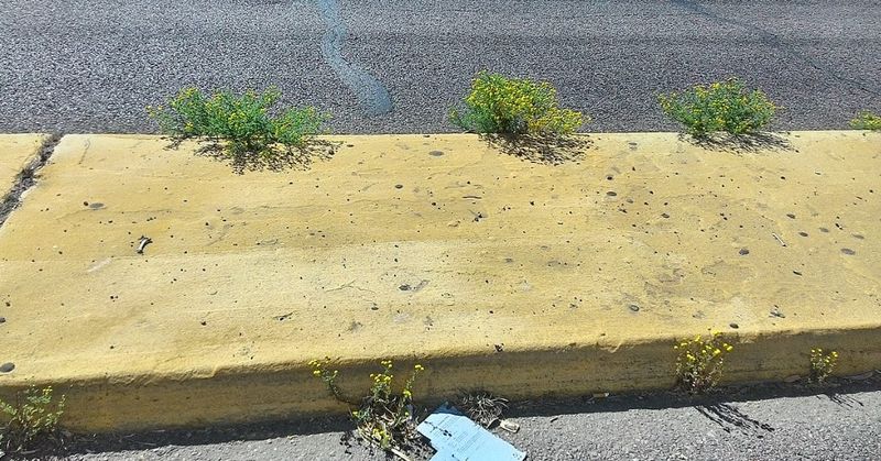 Watch for stinknet in Phoenix-area pavement cracks