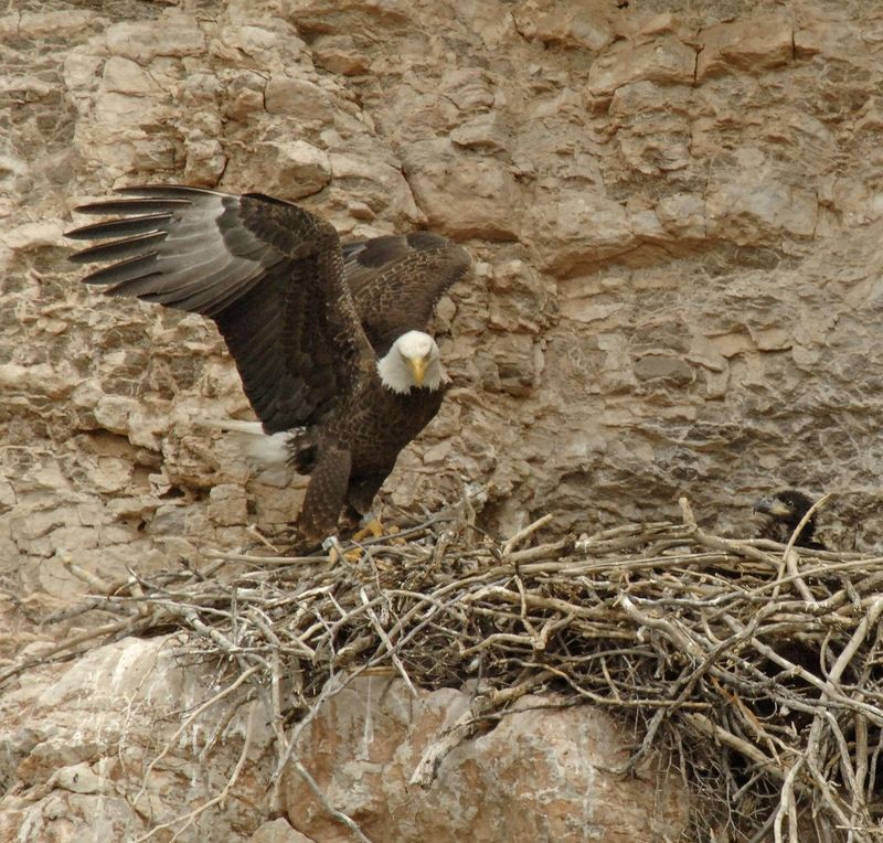 Watch nesting eagles without disturbing them