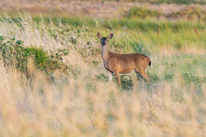 Watching Midday Deer From A Respectful Distance Pays Off