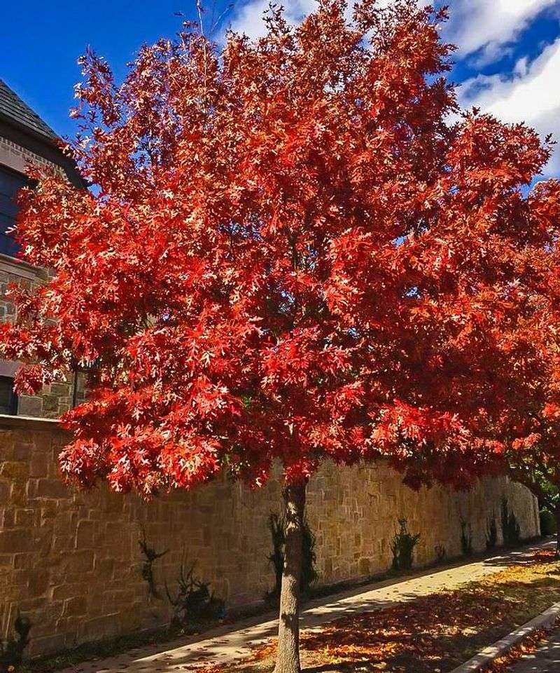 Watching Your Oak Grow Through The Years