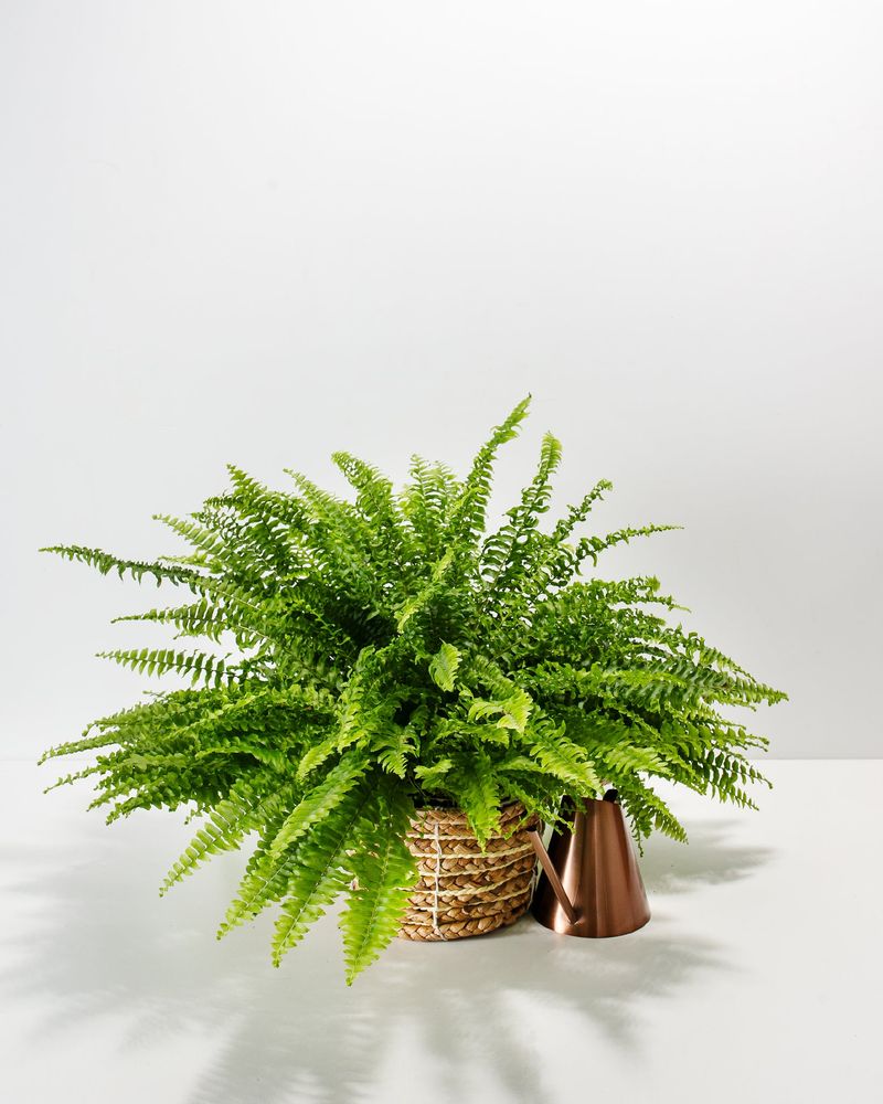 Water A Dormant Fern Just Once A Month Water A Dormant Fern Just Once A Month