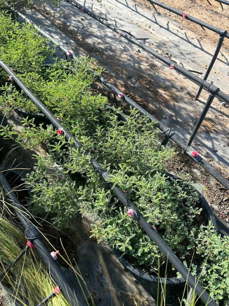 Water According to Establishment and Root-Zone Conditions