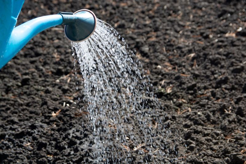 Water After Planting If The Soil Is Dry Water After Planting If The Soil Is Dry