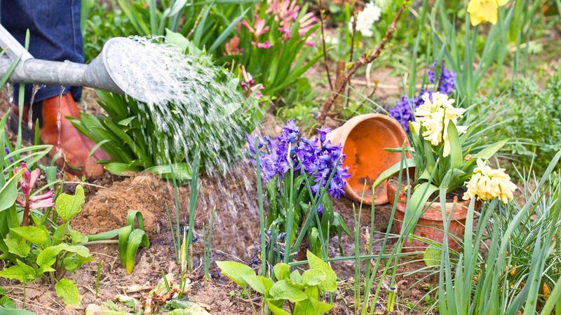 Water After Planting To Settle The Soil Around The Bulbs Water After Planting To Settle The Soil Around The Bulbs