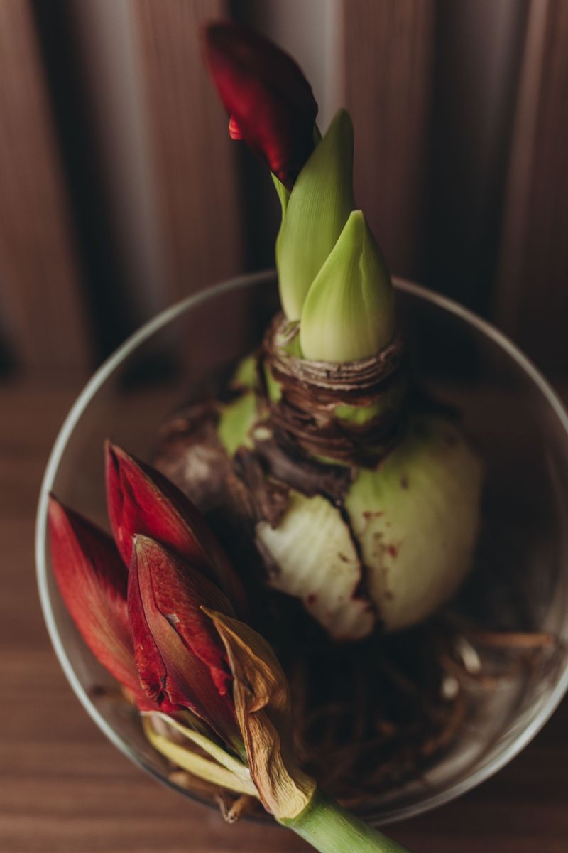 Water Amaryllis Sparingly Until Green Growth Appears