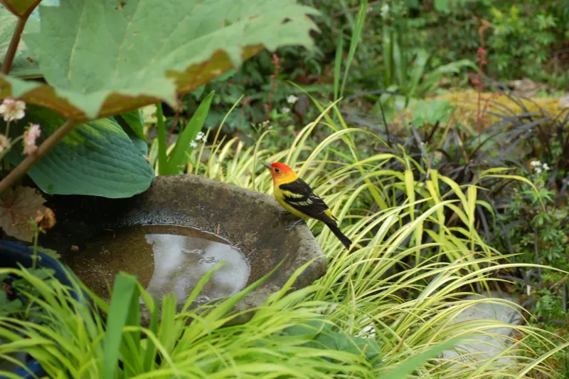 Water And Berries Draw Them To Yards