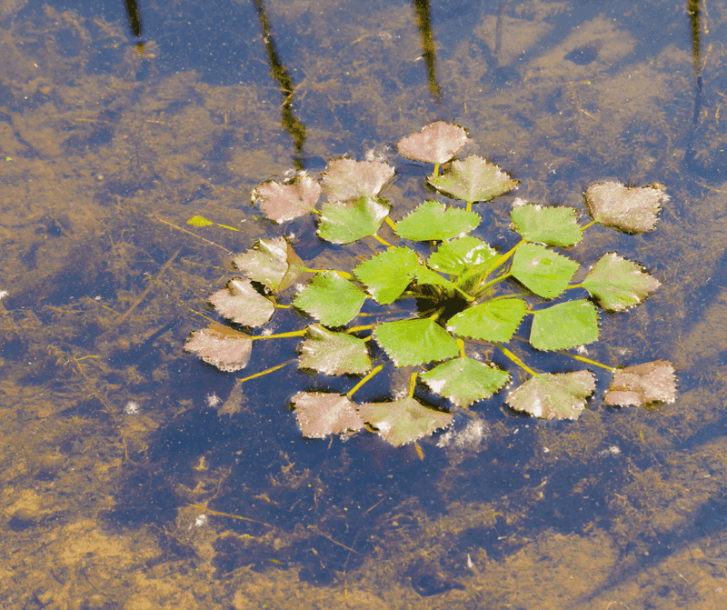 Water Chestnut Is A Big No In New York Ponds
