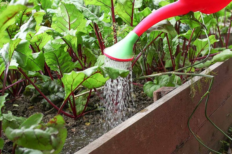 Water Consistently to Avoid Tough Roots Water Consistently to Avoid Tough Roots