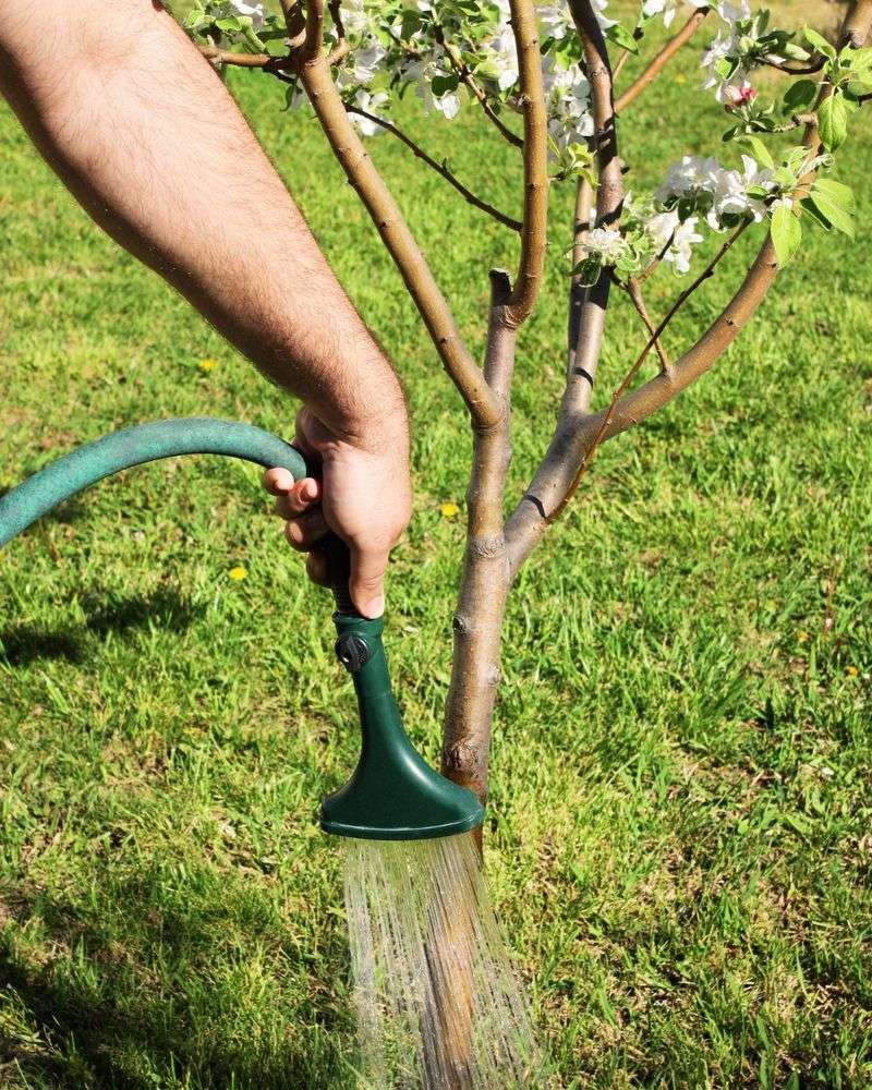 Water Deeply At The Root Ball
