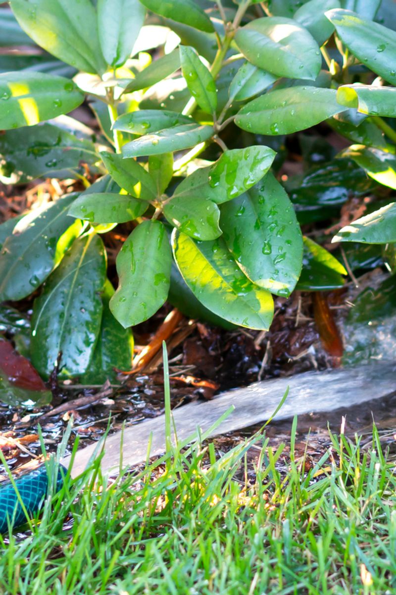 Water Deeply Before The Ground Freezes Water Deeply Before The Ground Freezes