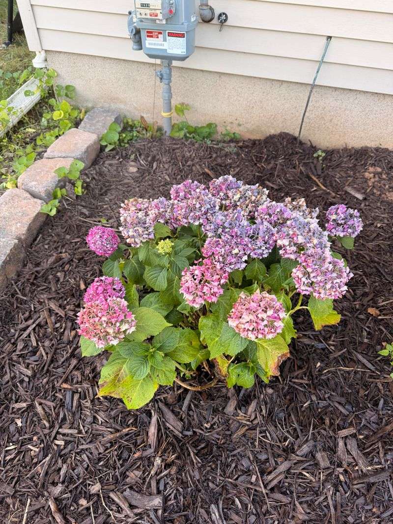 Water Deeply Before The Soil Chills