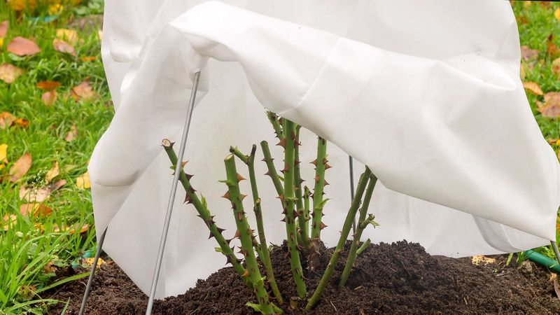 Water Dry Soil Before A Cold Night