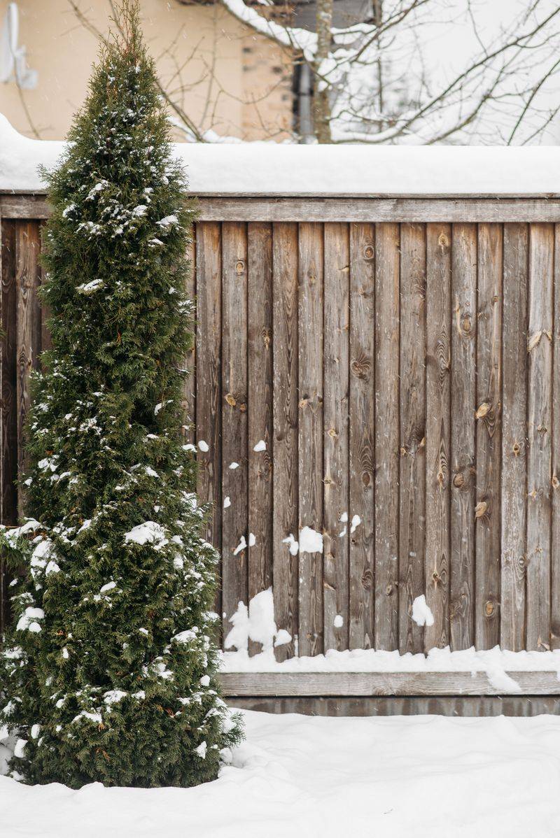 Water Evergreens Well Before The Ground Freezes