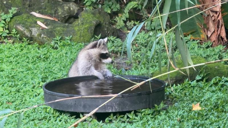 Water Features Keep Them Close