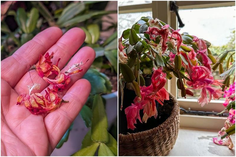 Water Less After Blooming For A Rest Period