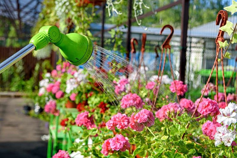 Water Lightly And Skip The Fertilizer All Winter Water Lightly And Skip The Fertilizer All Winter