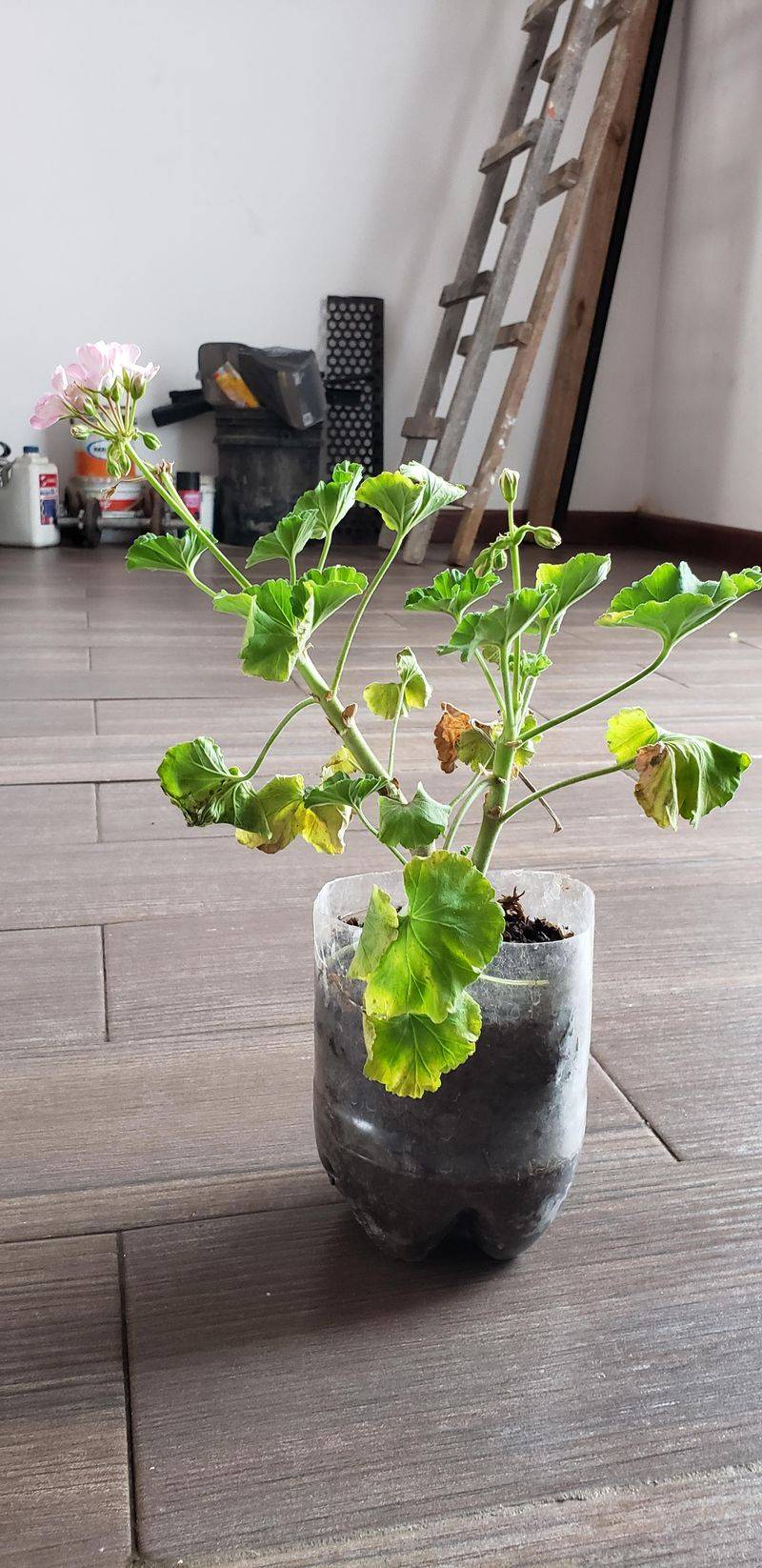Water Lightly To Avoid Rot