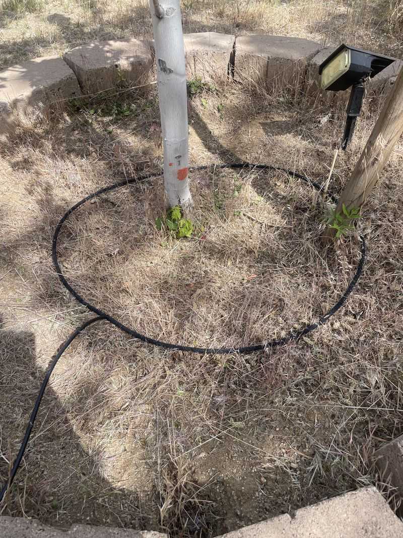 Water Slowly All The Way Out To The Drip Line Water Slowly All The Way Out To The Drip Line