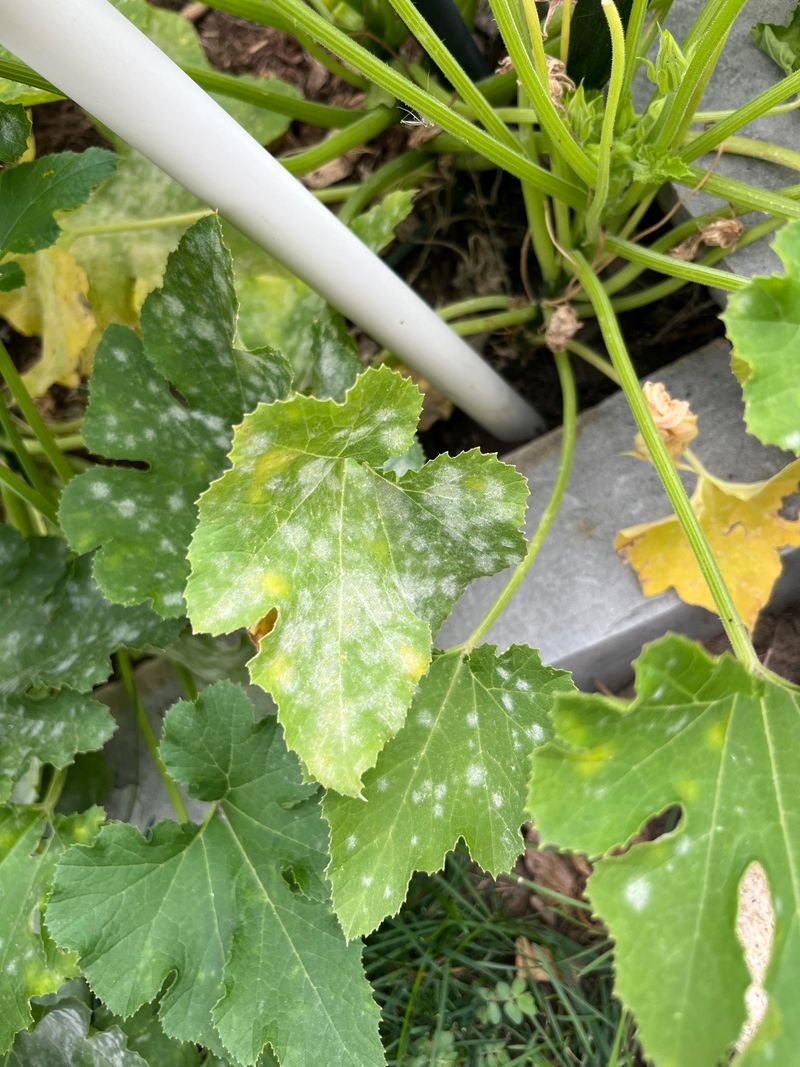 Water-Soaked Spots And Wilting Can Mean Phytophthora Blight Water-Soaked Spots And Wilting Can Mean Phytophthora Blight