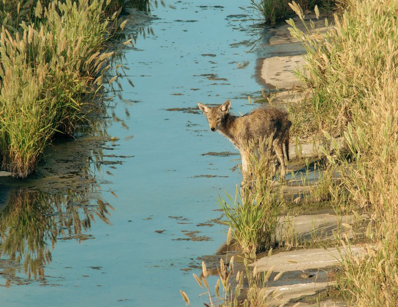 Water Sources During Dry Spells