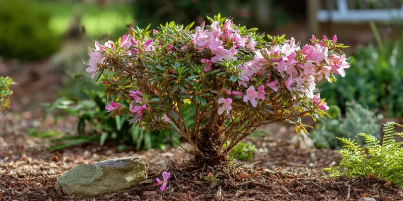 Water The Roots, Not The Leaves And Blooms Water The Roots, Not The Leaves And Blooms