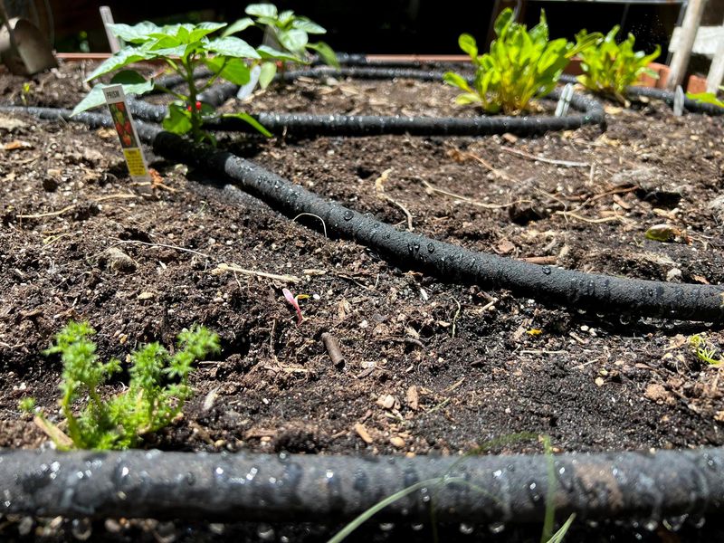 Water The Soil, Not The Leaves Water The Soil, Not The Leaves