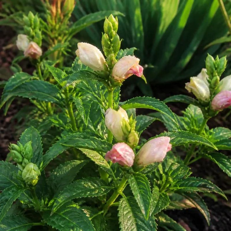 Water Turtlehead Deeply Before The Ground Freezes Water Turtlehead Deeply Before The Ground Freezes