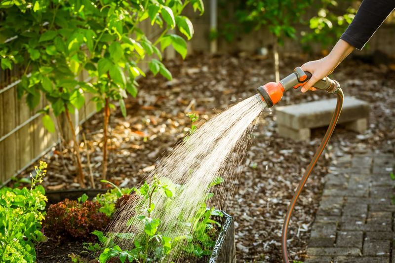 Water Wisely Before Chilly Oregon Evenings
