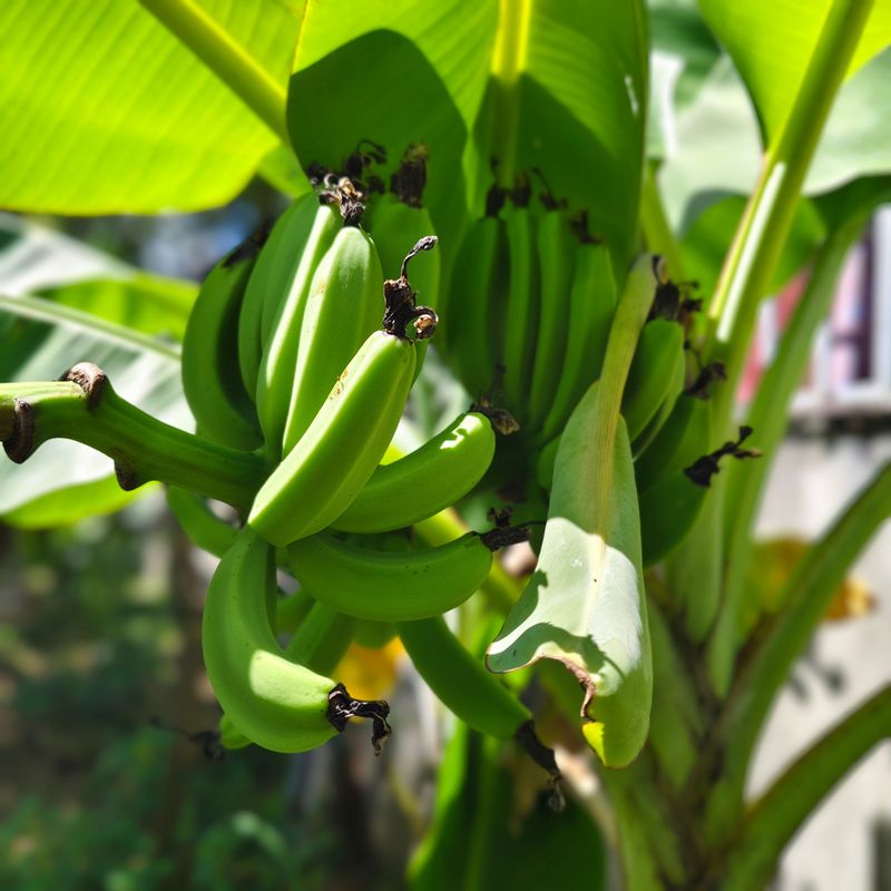 Water Your Banana Plant Deeply Before a Freeze Arrives