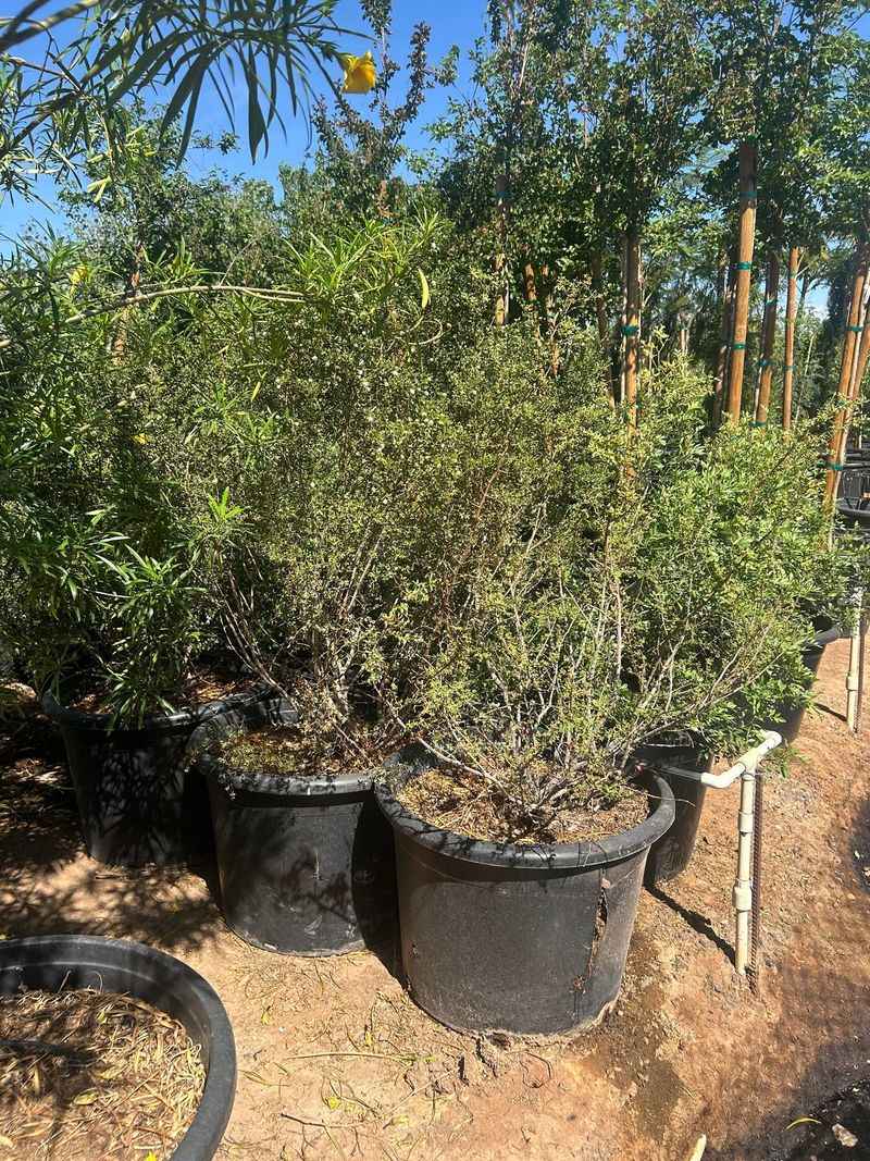 Water creosote while it establishes, then reduce irrigation Water creosote while it establishes, then reduce irrigation
