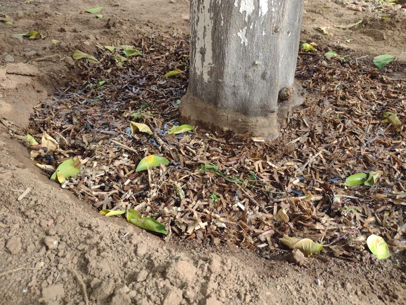 Water deeply across the root zone
