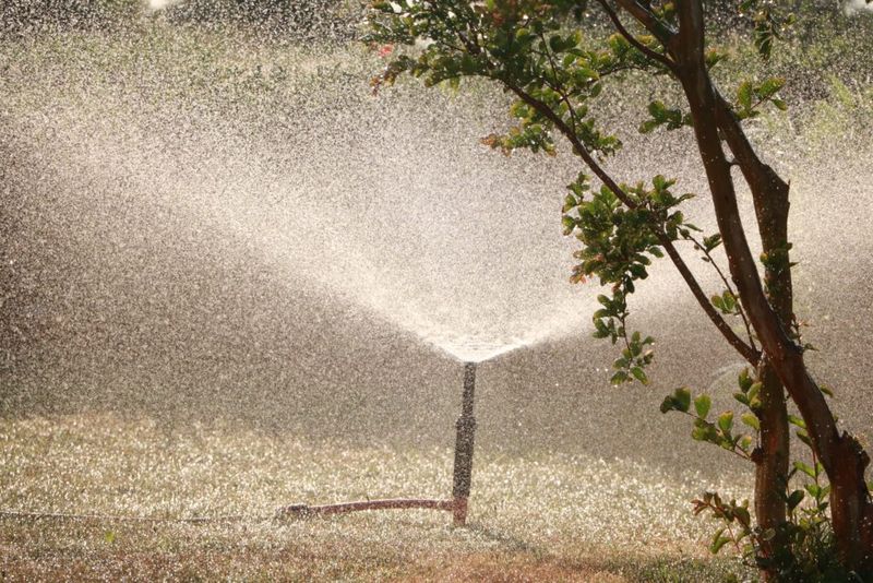 Water deeply and adjust to your site Water deeply and adjust to your site