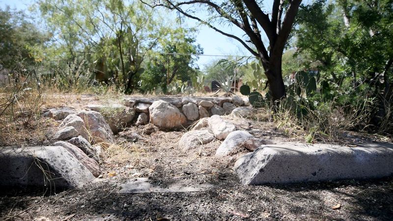 Water, drainage, and establishment shape what will thrive