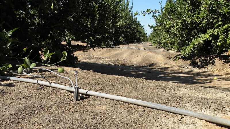 Water stress is no shortcut to sweeter fruit Water stress is no shortcut to sweeter fruit